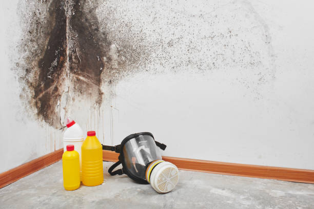 Best Attic Mold Removal  in Valmeyer, IL