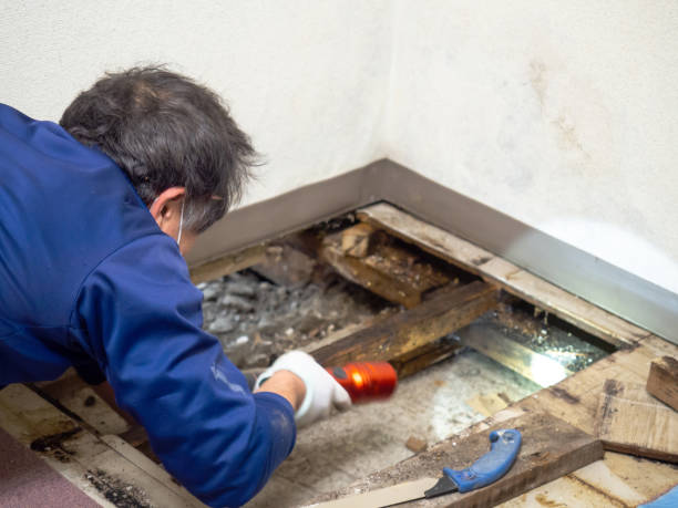 Best Commercial Mold Removal  in Valmeyer, IL