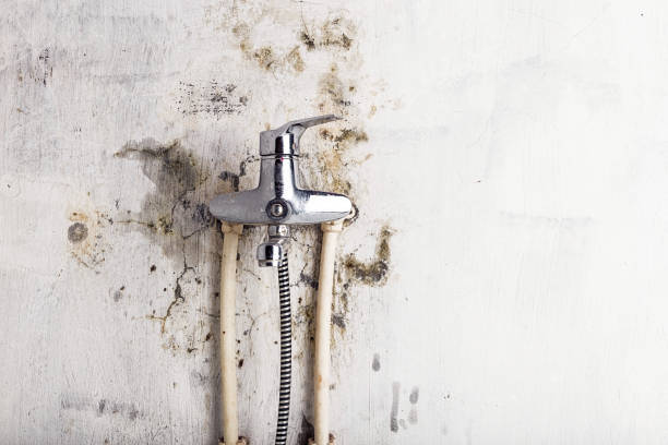 Professional Mold Removal in Valmeyer, IL