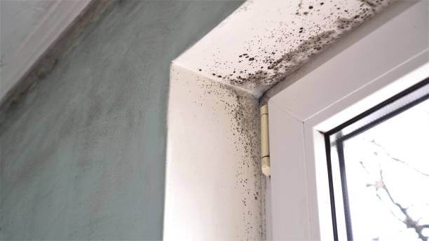 Best Crawl Space Mold Removal  in Valmeyer, IL