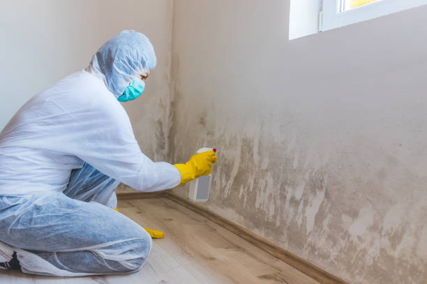 Mold Removal and Inspection in Valmeyer, IL