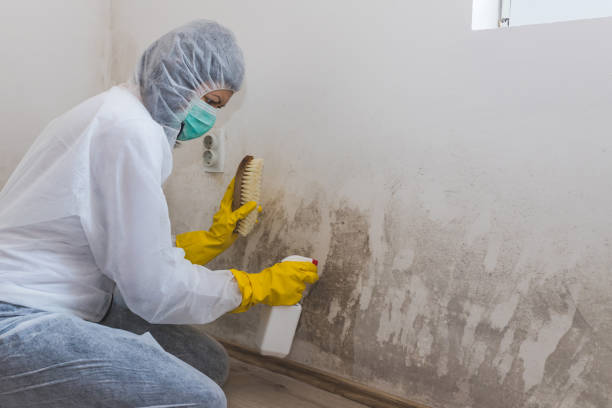 Best Certified Mold Removal  in Valmeyer, IL