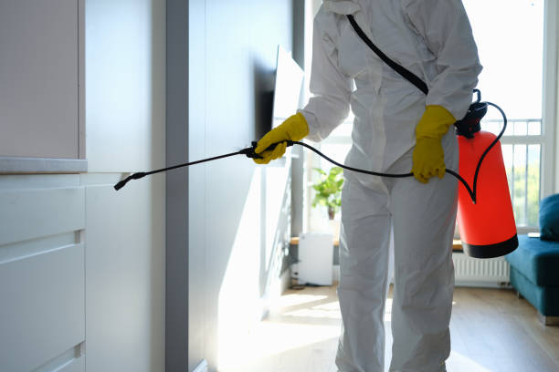 Best Same-Day Mold Removal  in Valmeyer, IL