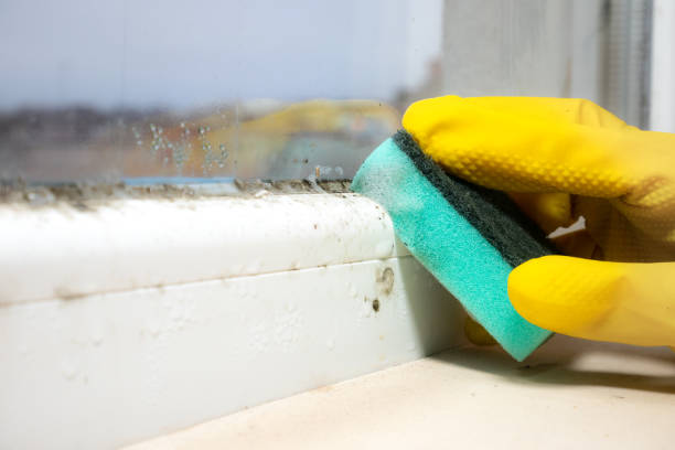 Best Black Mold Removal  in Valmeyer, IL