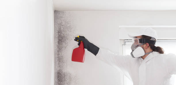 Best Mold Removal and Inspection  in Valmeyer, IL