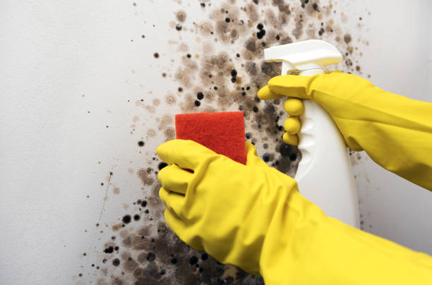 Best Mold Cleaning Services  in Valmeyer, IL