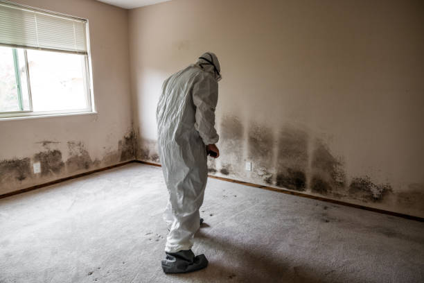 Best Mold Removal Process  in Valmeyer, IL