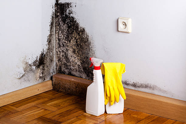 Best Local Mold Removal Service  in Valmeyer, IL