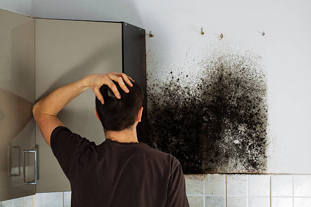 Home Mold Removal in Valmeyer, IL
